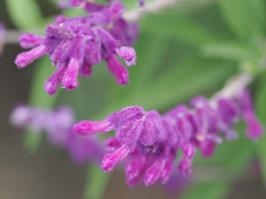 OM SYSTEM OM-1 Mark II と M.ZUIKO DIGITAL ED 40-150mm F2.8 PRO にMC-14を装着して近接撮影したラベンダーの花のクローズアップ