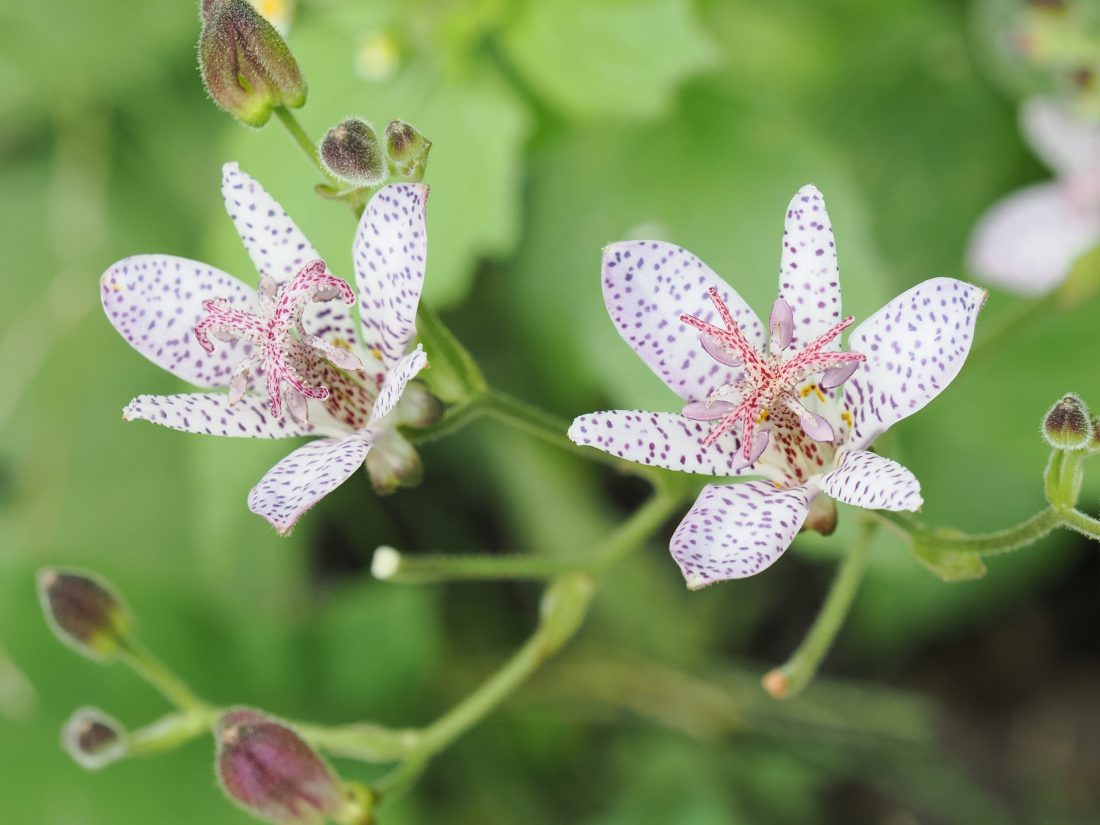 OM SYSTEM OM-1 Mark II と M.ZUIKO DIGITAL ED 40-150mm F2.8 PRO にMC-14を装着して撮影したホトトギスの花