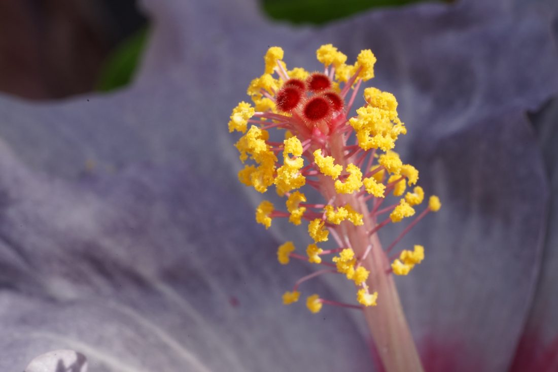 α7ⅡとFE90mm Macroで撮ったハイビスカスのクローズアップの写真