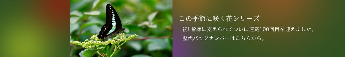 この季節に咲く花のバックナンバーバナー