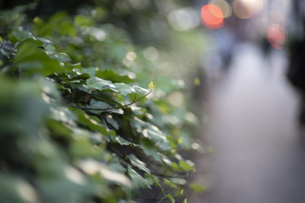 【CONTAX】オールドレンズ最高峰”Planar”を日常スナップで味わう