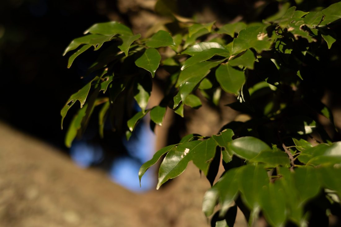 Canon R7とNOKTON 40mm F1.2 Aspherical RF-mountで撮影した植物の写真