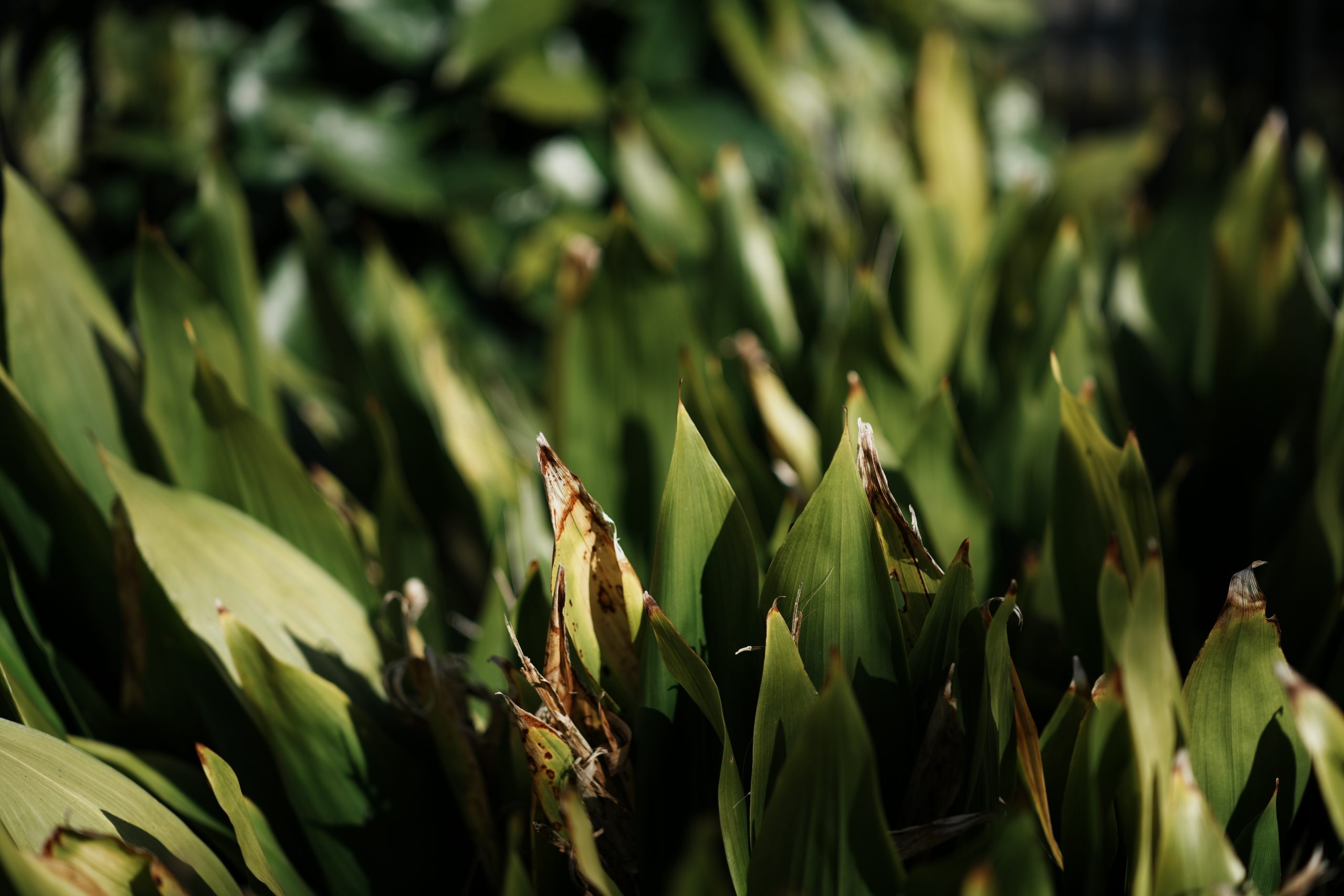 Carl Zeiss Otus ML 50mm F1.4公園の葉