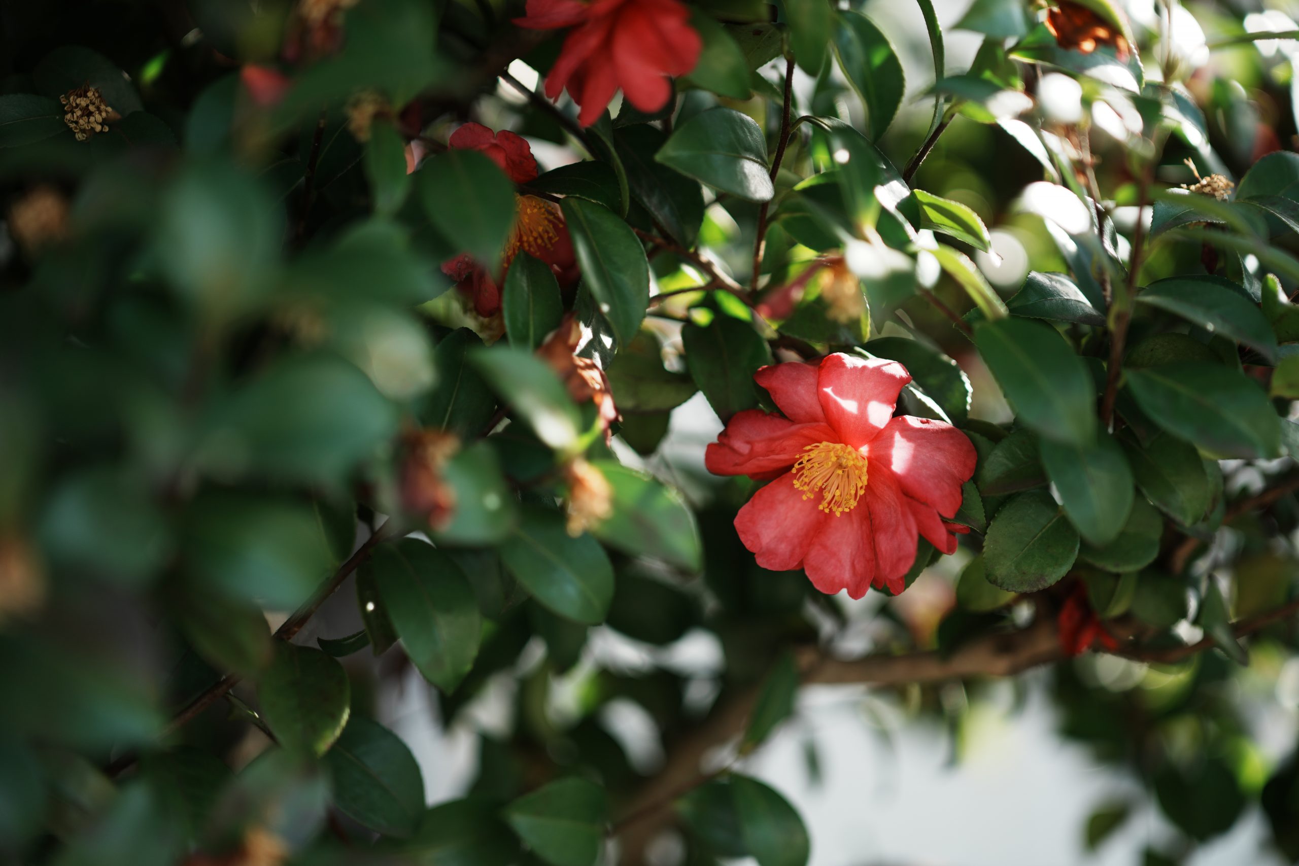 Carl Zeiss Otus ML 50mm F1.4椿の花
