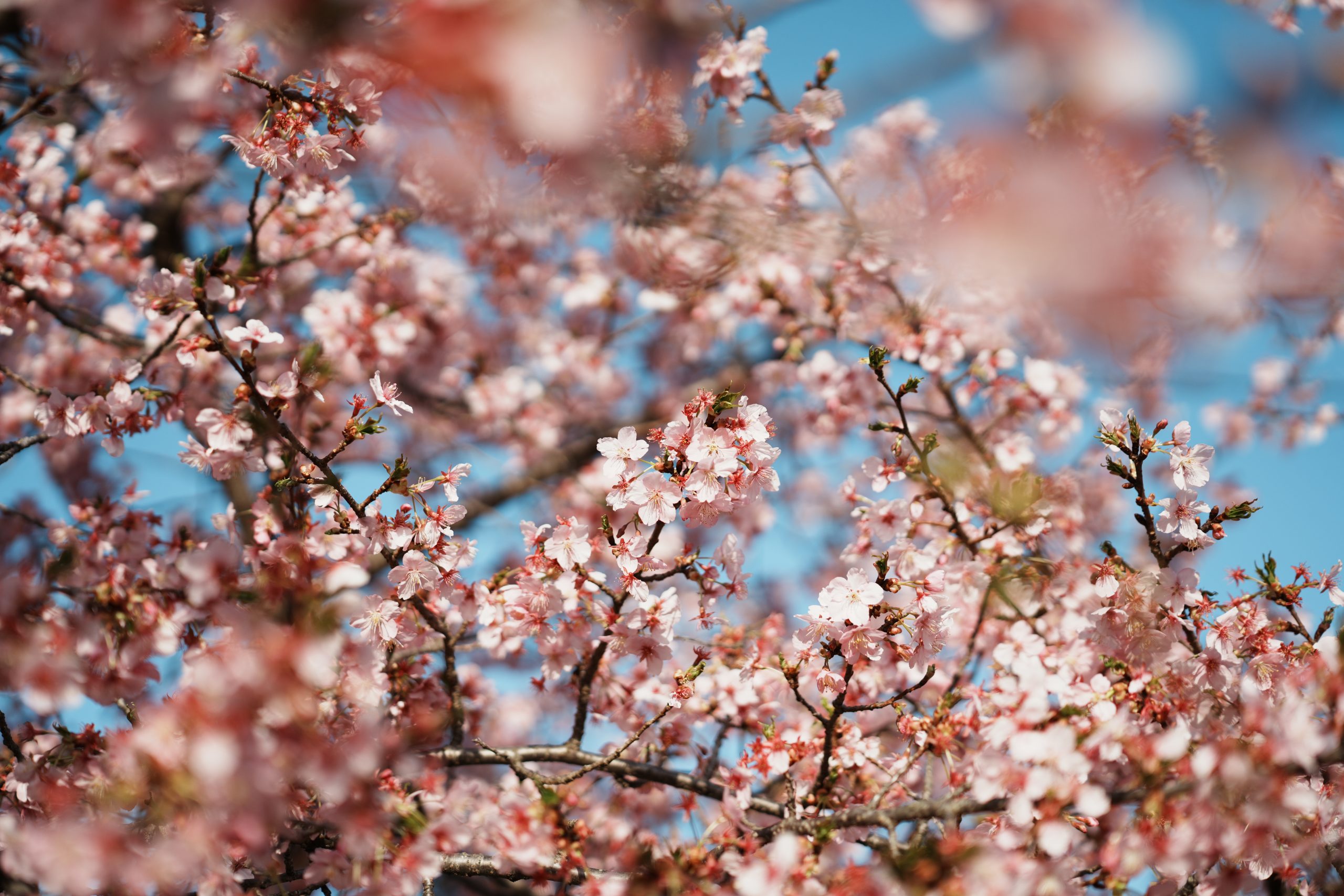 Carl Zeiss Otus ML 50mm F1.4さくら