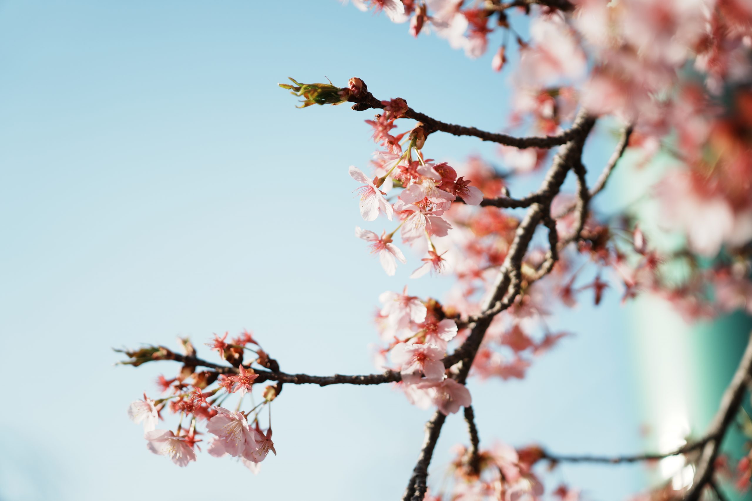 Carl Zeiss Otus ML 50mm F1.4さくら２