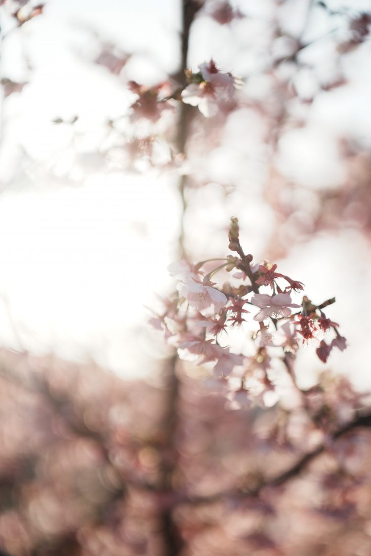 Carl Zeiss Otus ML 50mm F1.4逆光の寒桜