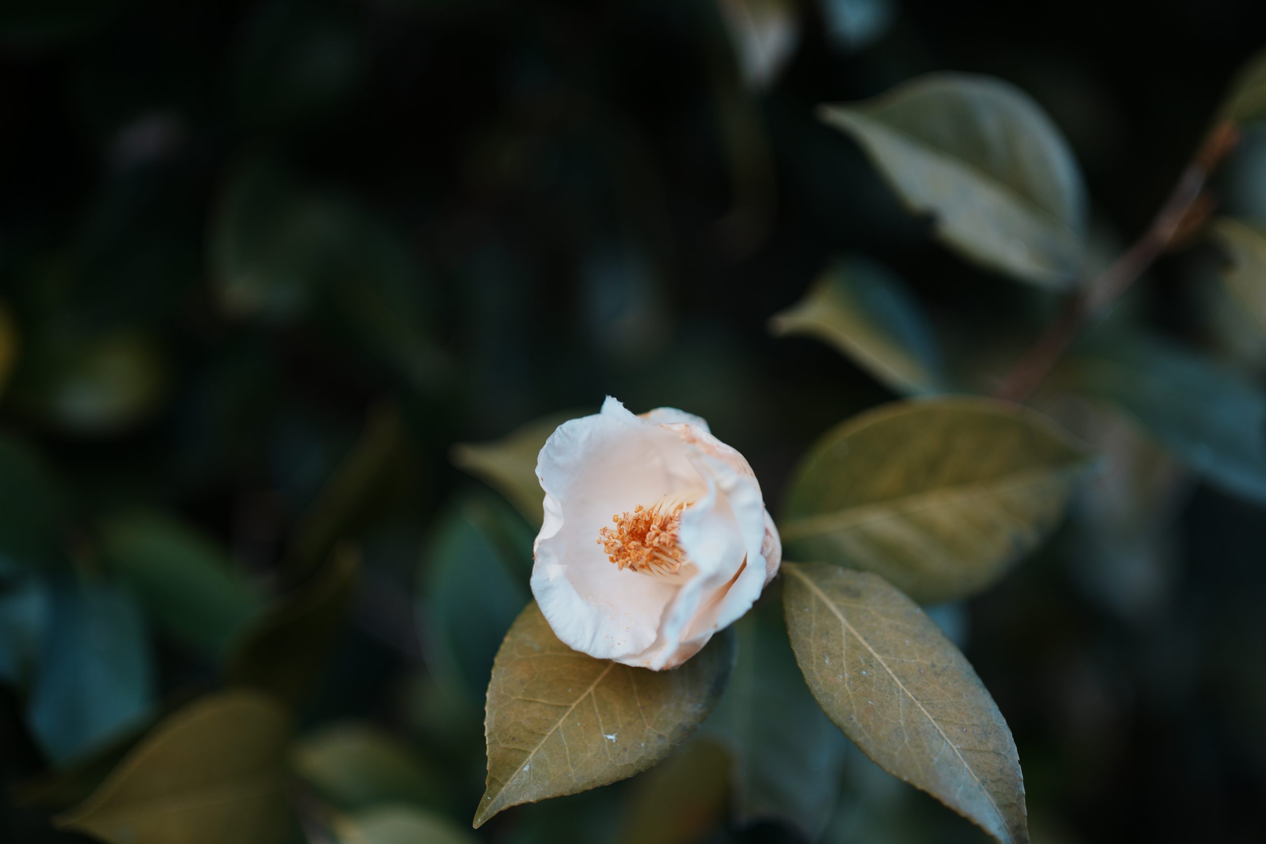 Carl Zeiss Otus ML 50mm F1.4白い花