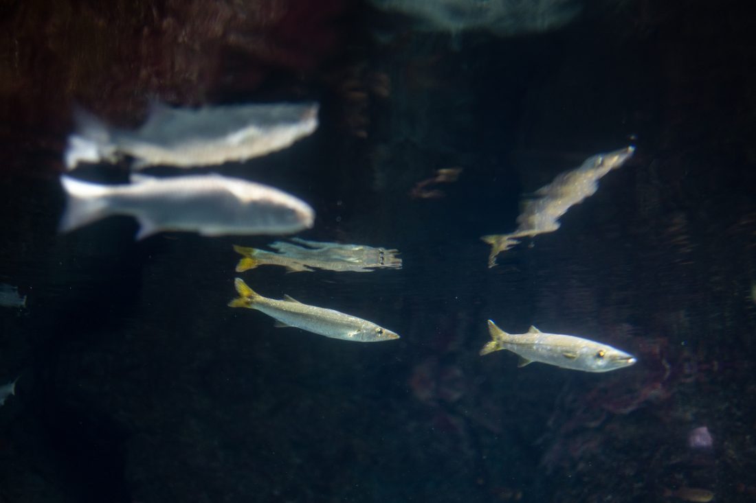 水族館での写真
3匹の魚がいるがピントが合っているのは1匹のみ
EOS R8のAF性能の高さが分かります