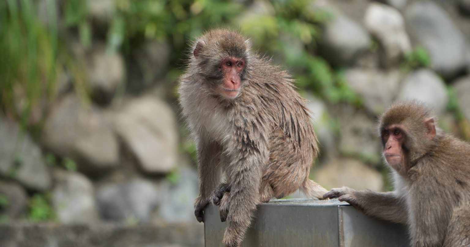 【SONY】撮って感動、見返してうっとり。超望遠ズームレンズで捉える動物たち