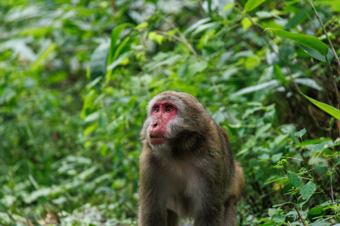 動物検出AFを利用して撮影した上高地のサルの作例
