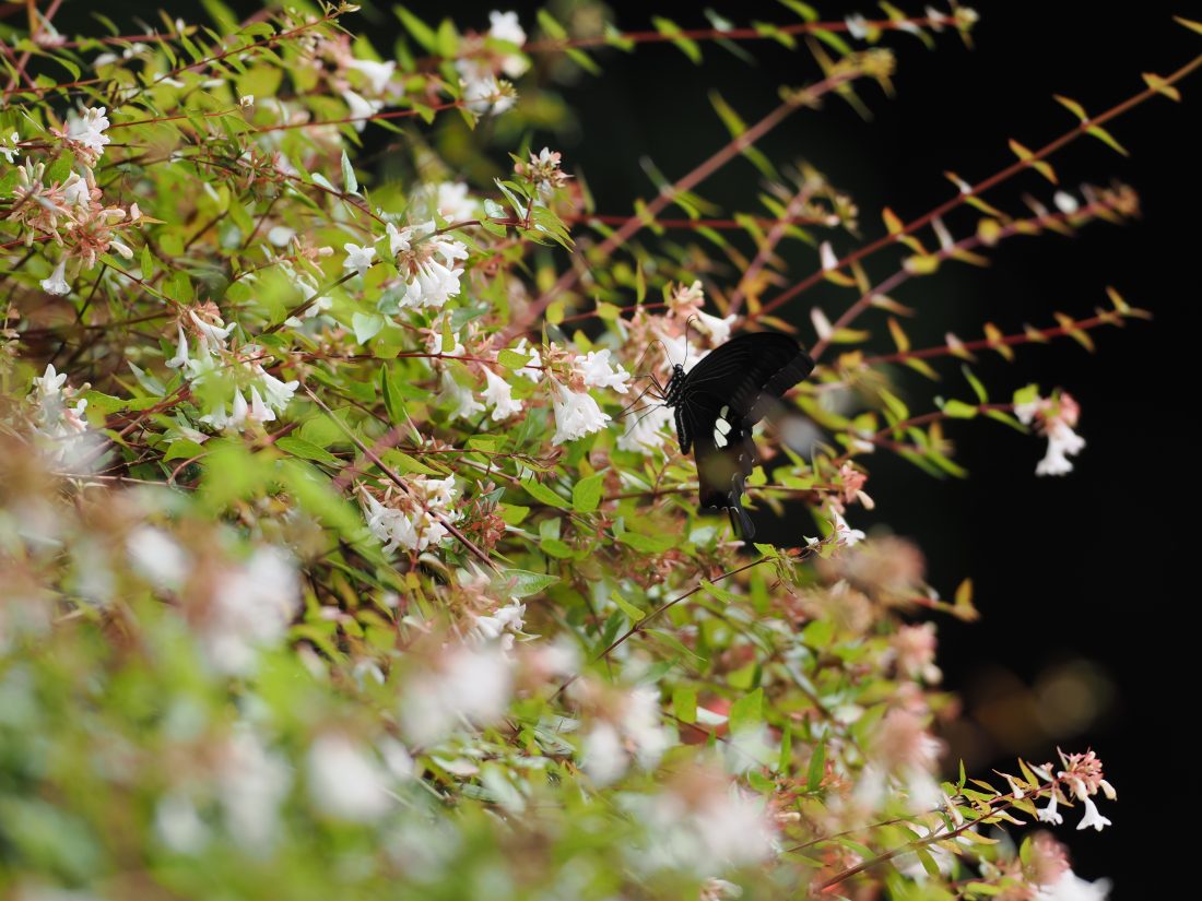 OM SYSTEM OM-1 Mark II ボディ+OM SYSTEM M.ZUIKO DIGITAL ED 300mm F4.0 IS PROで撮影した黒アゲハ