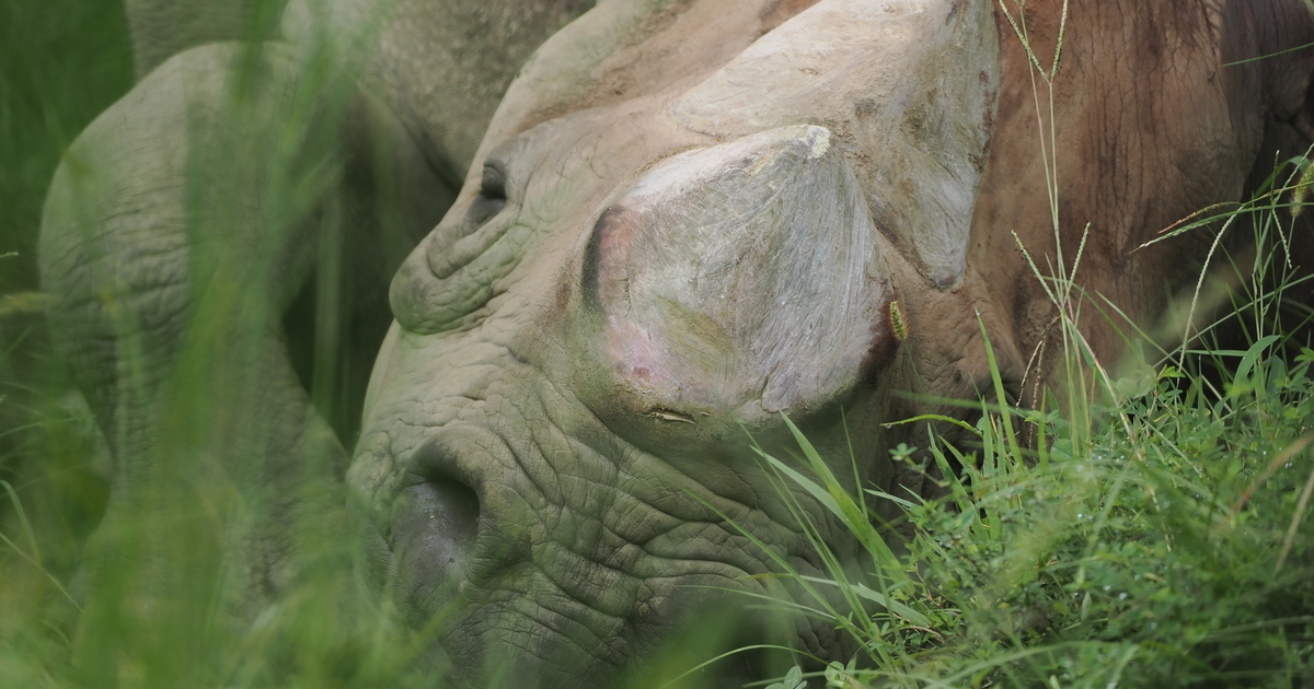 【OM SYSTEM】超望遠単焦点レンズで写し撮る動物園の世界