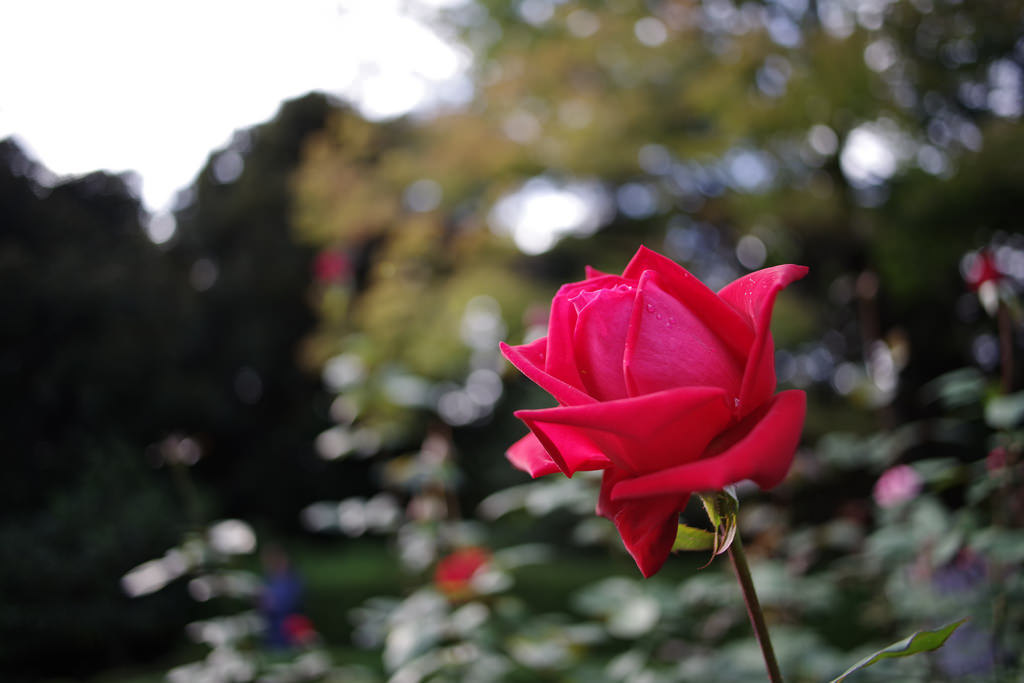 PENTAX K-1 + Carl Zeiss Distagon T*25mm F2.8 ZK