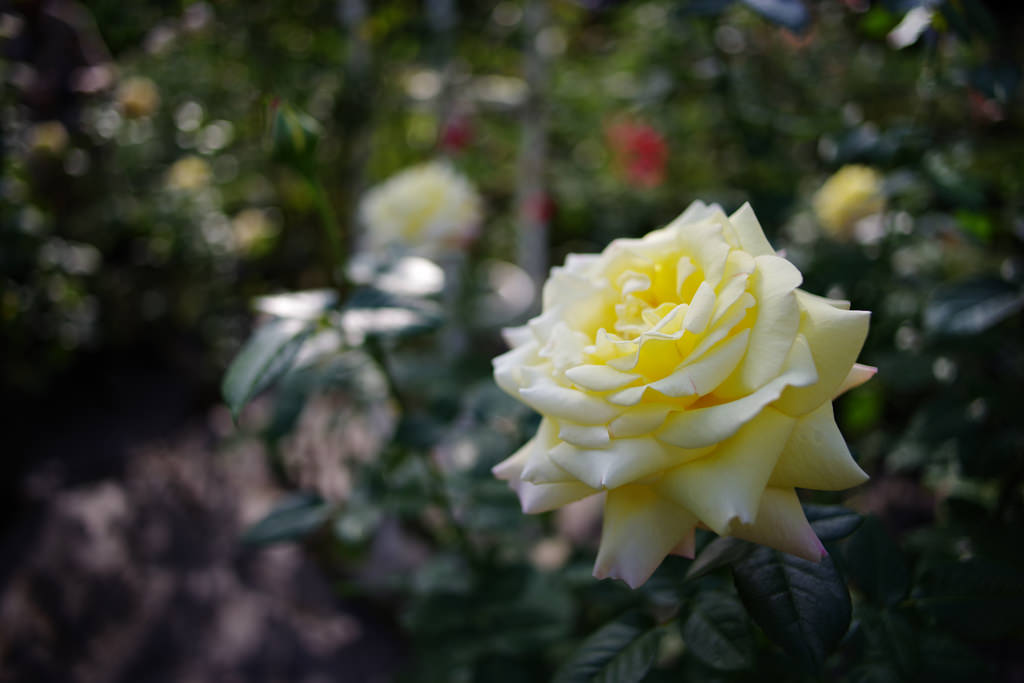 PENTAX K-1 + Carl Zeiss Distagon T*25mm F2.8 ZK