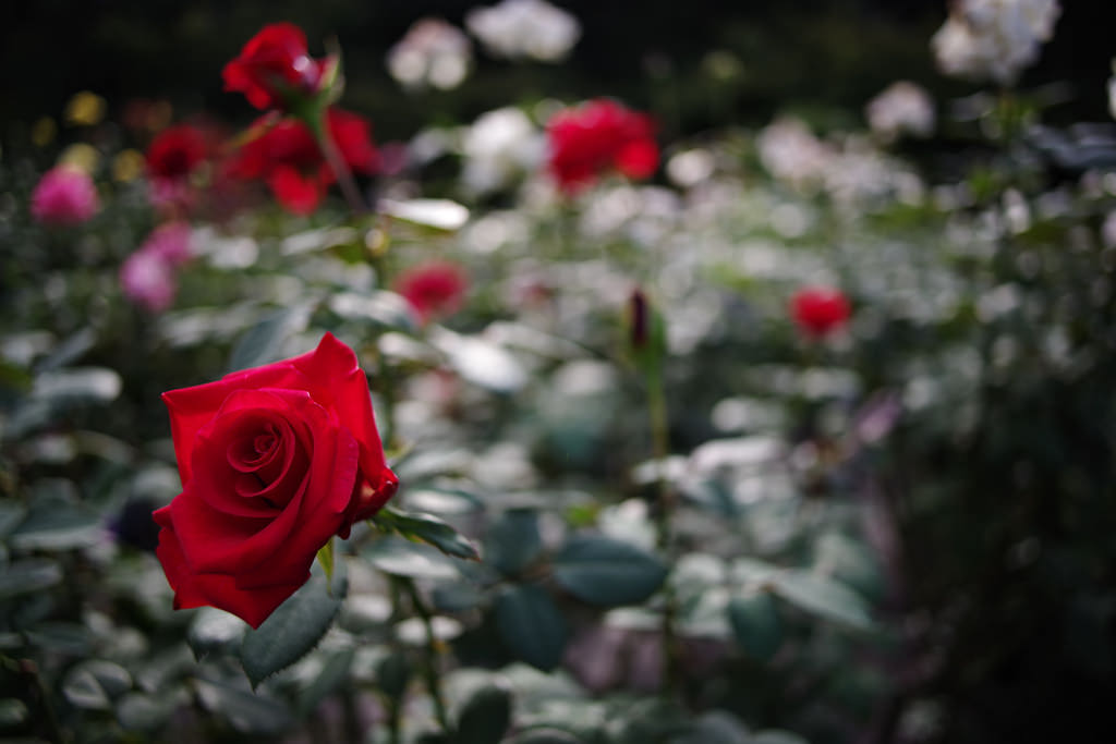 PENTAX K-1 + Carl Zeiss Distagon T*25mm F2.8 ZK