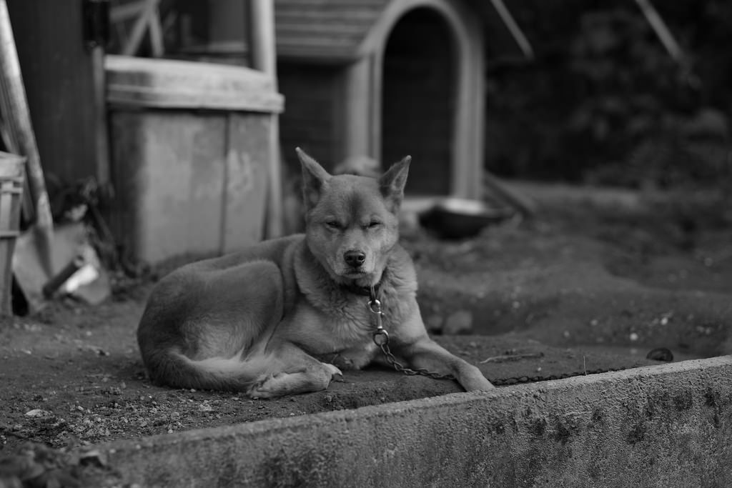 PENTAX K-1 + Carl Zeiss Planar T*85mm F1.4 ZK