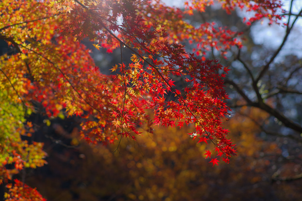 PENTAX K-1 + Carl Zeiss Planar T*85mm F1.4 ZK