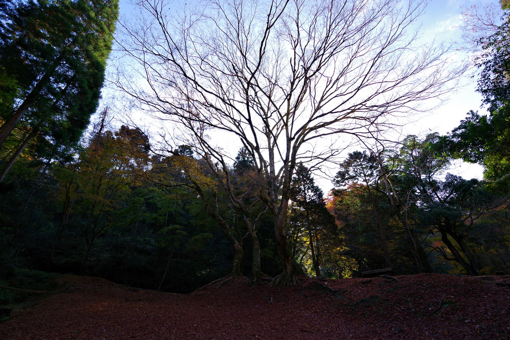 PENTAX K-1 + HD D FA 15-30mm F2.8 ED SDM WR