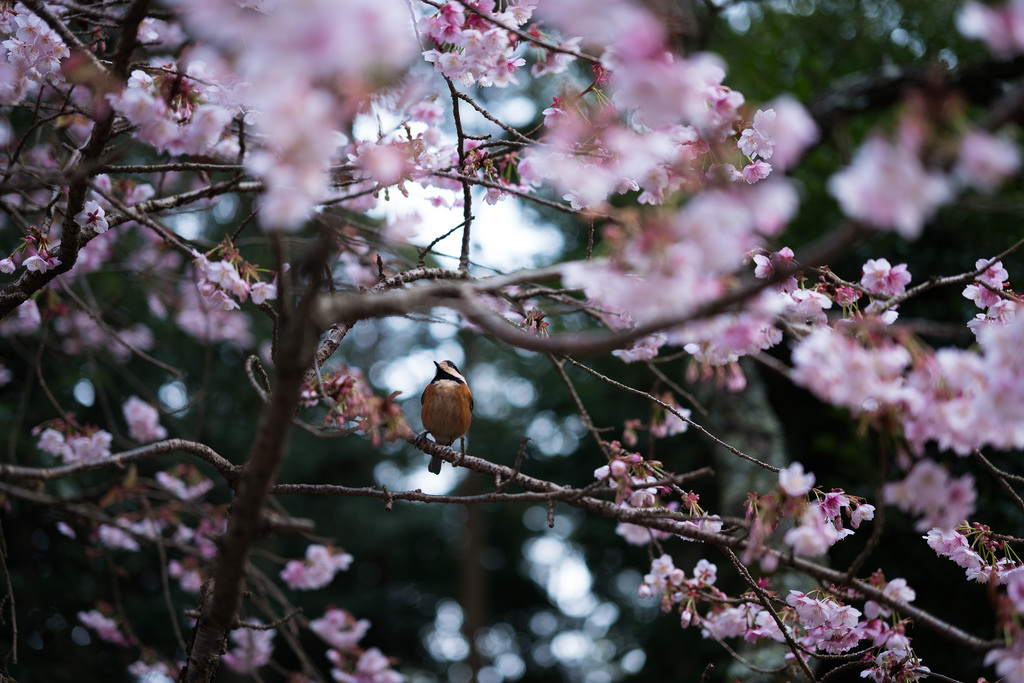 Leica SL(Typ601) + APO Summicron M50mm F2 ASPH