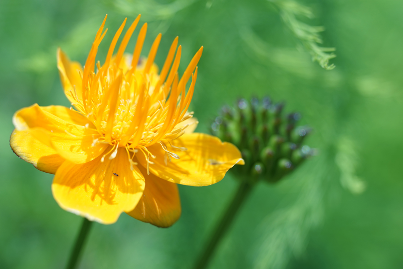 SONY (ソニー) α7Rボディ ILCE-7R+CONTAX (コンタックス) Makro-Planar T*60mm F2.8 C MM+KIPON (キポン) マウントアダプター ヤシカコンタックスレンズ/ソニーEボディ用