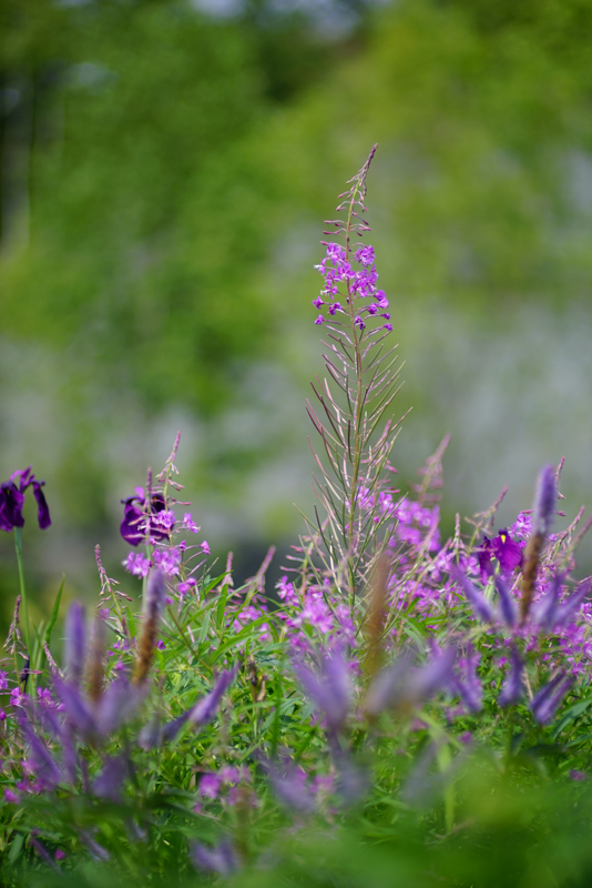 SONY (ソニー) α7Rボディ ILCE-7R+CONTAX (コンタックス) Planar T*85mm F1.2 MM (60th)+KIPON (キポン) マウントアダプター ヤシカコンタックスレンズ/ソニーEボディ用