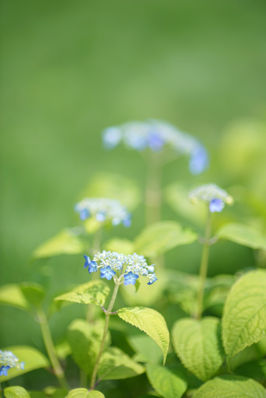 SONY (ソニー) α7Rボディ ILCE-7R+CONTAX (コンタックス) Planar T*85mm F1.2 MM (60th)+KIPON (キポン) マウントアダプター ヤシカコンタックスレンズ/ソニーEボディ用