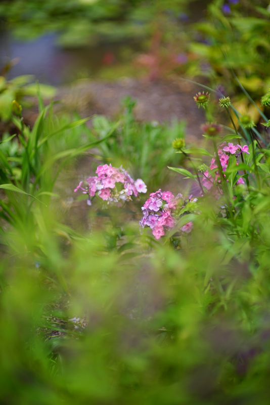 SONY (ソニー) α7Rボディ ILCE-7R+CONTAX (コンタックス) Planar T*85mm F1.2 MM (60th)+KIPON (キポン) マウントアダプター ヤシカコンタックスレンズ/ソニーEボディ用