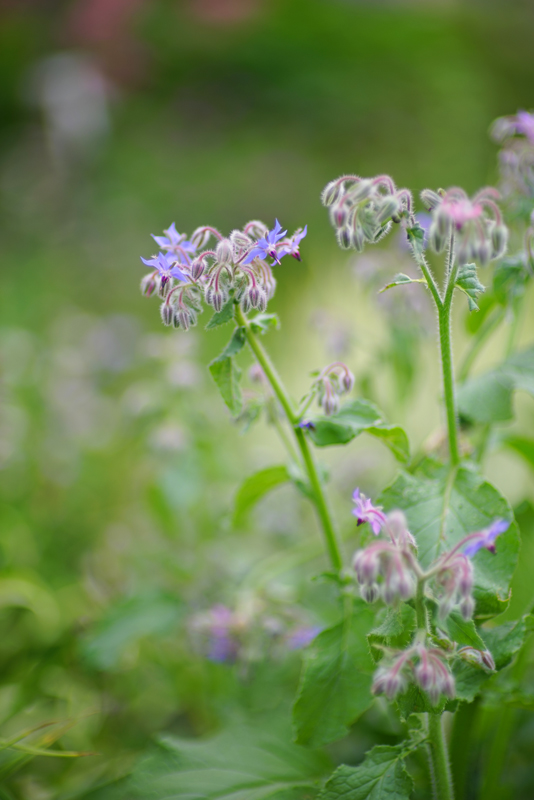 SONY (ソニー) α7Rボディ ILCE-7R+CONTAX (コンタックス) Planar T*85mm F1.2 MM (60th)+KIPON (キポン) マウントアダプター ヤシカコンタックスレンズ/ソニーEボディ用