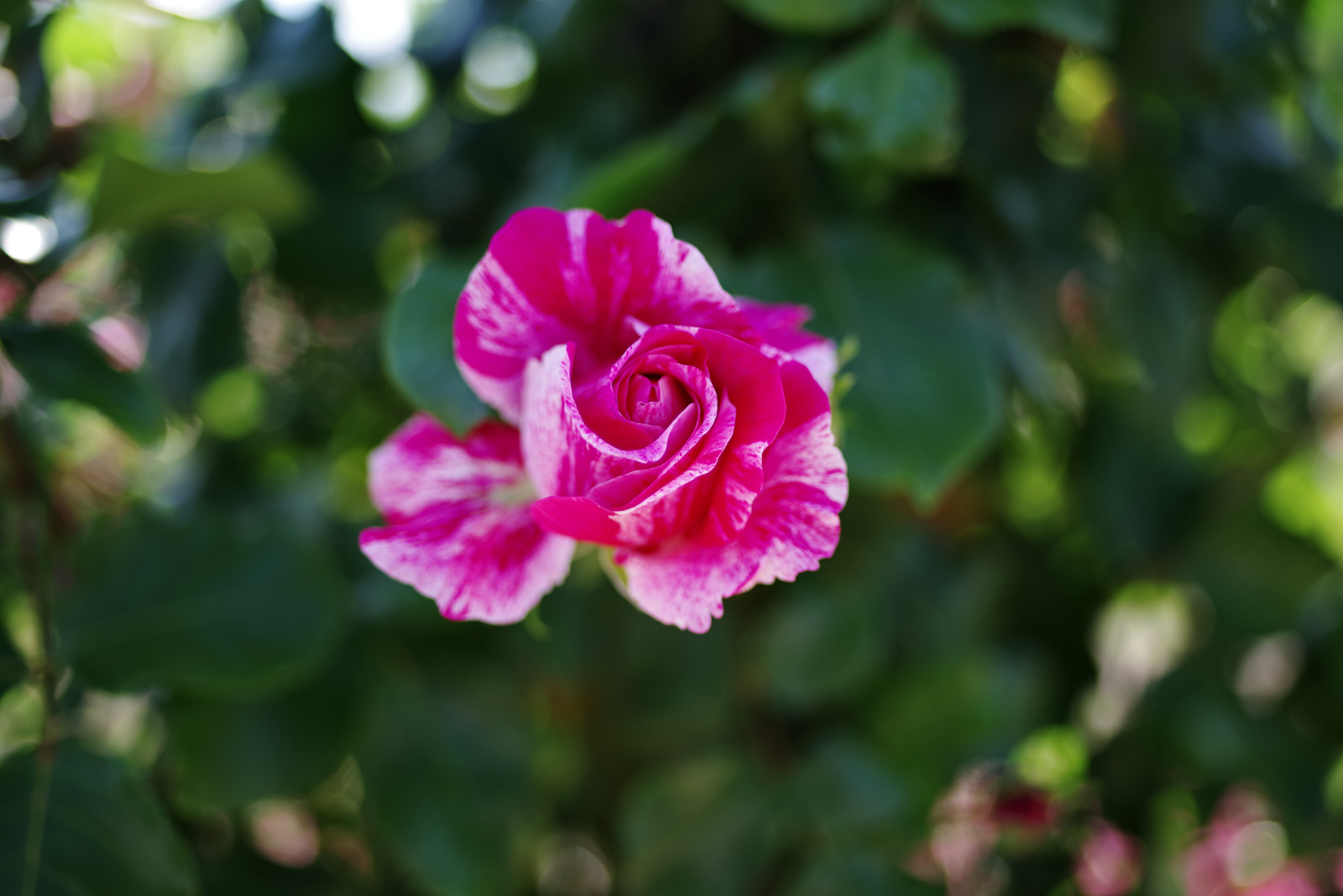 PENTAX K-1 + Carl Zeiss Distagon T*35mm F2 ZK