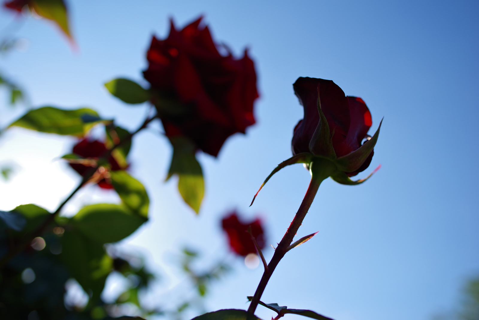 PENTAX K-1 + Carl Zeiss Distagon T*35mm F2 ZK