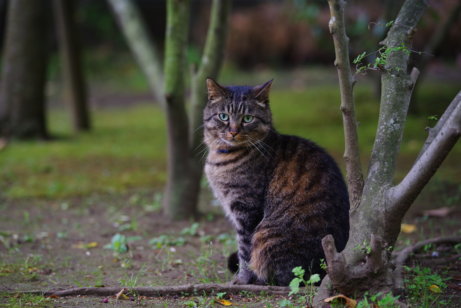 PENTAX K-1 + HD D FA*70-200mm F2.8 ED DC AW