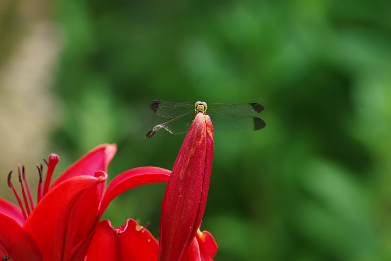 PENTAX K-1 + DA★300mm F4 ED [IF] SDM