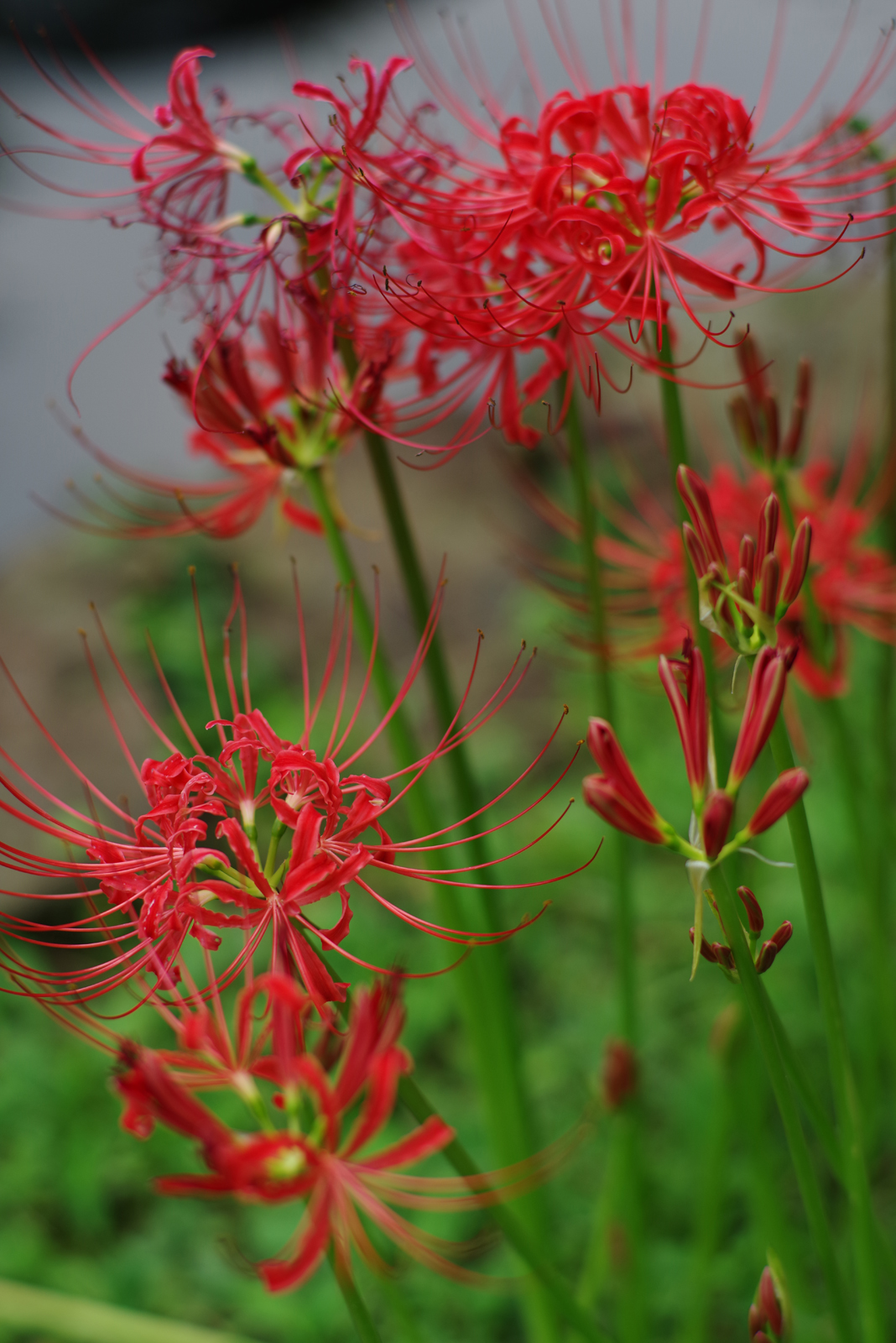 PENTAX K-1 + Carl Zeiss Planar T*85mm F1.4 ZK