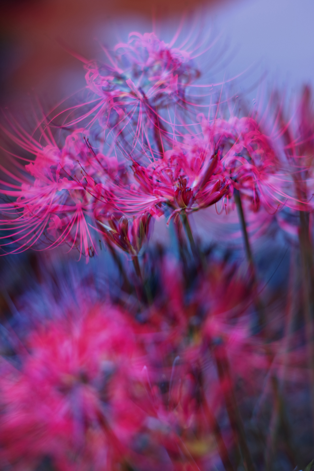 PENTAX K-1 + Carl Zeiss Planar T*85mm F1.4 ZK