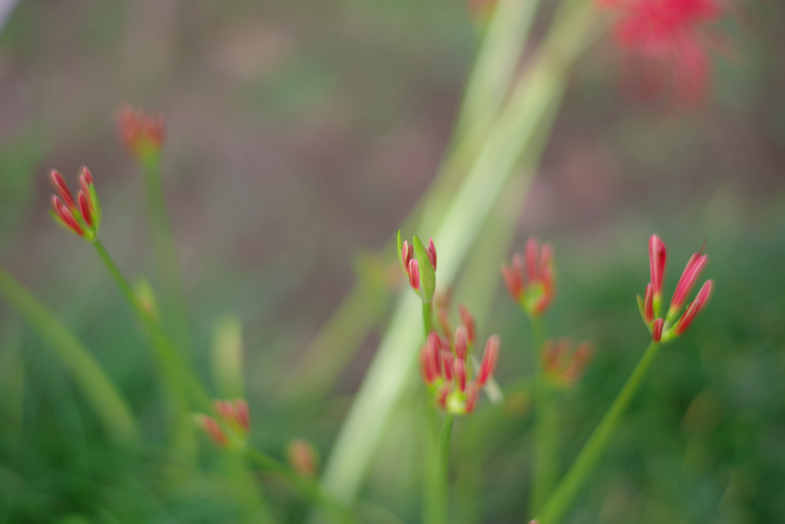 PENTAX K-1 + Carl Zeiss Planar T*85mm F1.4 ZK