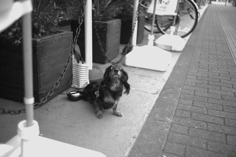 Leica Mモノクローム+ズミクロン M35mm F2(6枚玉)