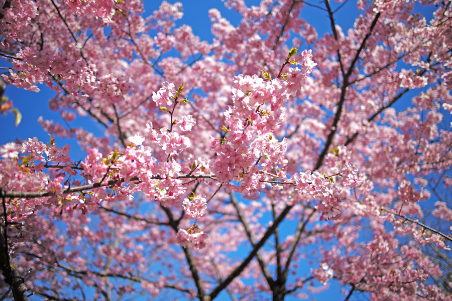 Leica M(typ240) + Leica ズミルックス M24mm F1.4 ASPH