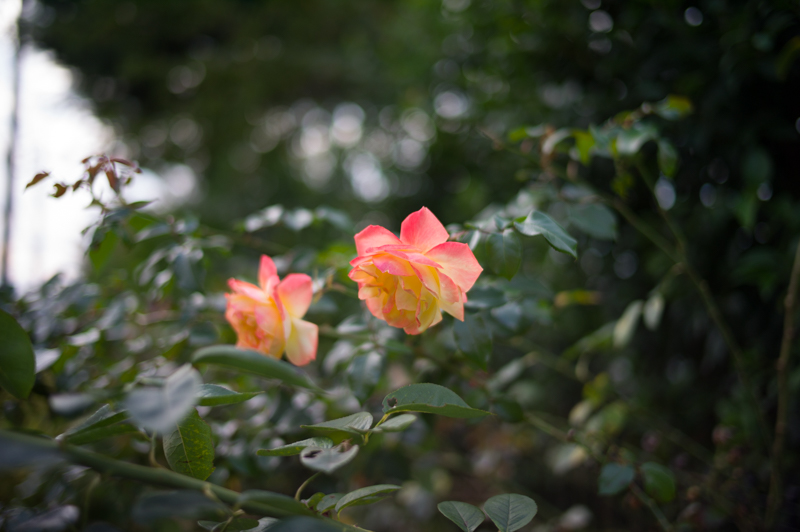 Summilux M35mm F1.4 ASPH