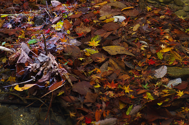 PENTAX K-5 IIs+ Carl Zeiss Planar T*85mm F1.4 ZK