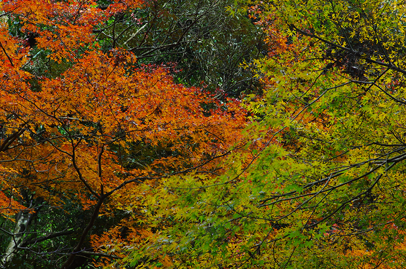 PENTAX K-5 IIs+ Carl Zeiss Planar T*85mm F1.4 ZK