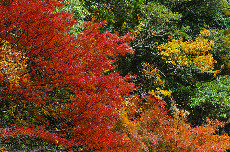 PENTAX K-5 IIs+ Carl Zeiss Planar T*85mm F1.4 ZK