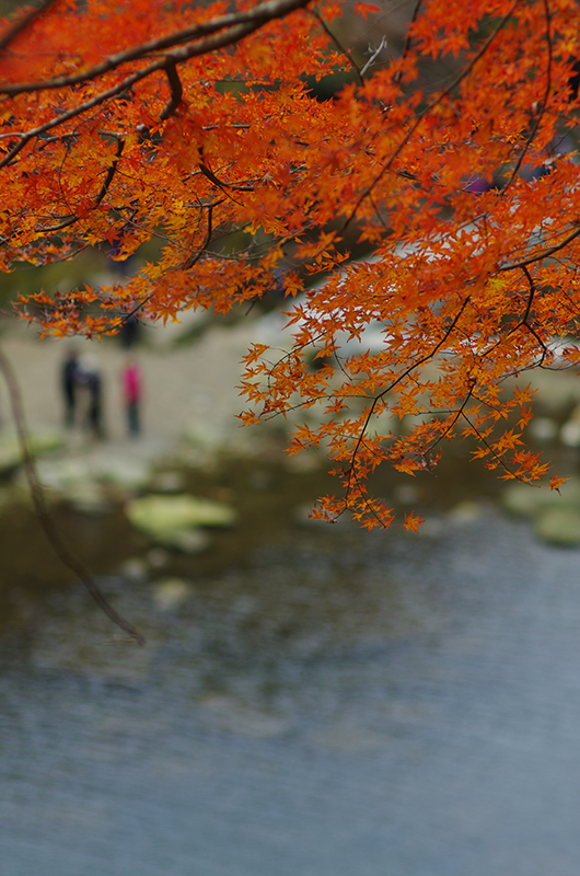 PENTAX K-5 IIs+ Carl Zeiss Planar T*85mm F1.4 ZK