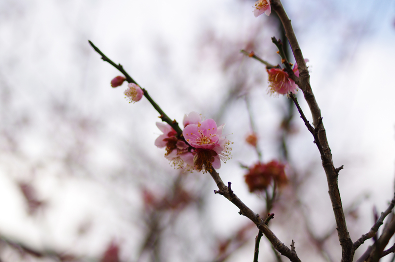 PENTAX K-5IIs + Carl Zeiss Distagon T*35mm F2 ZK