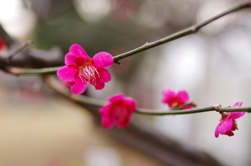 PENTAX K-5IIs + Carl Zeiss Distagon T*35mm F2 ZK