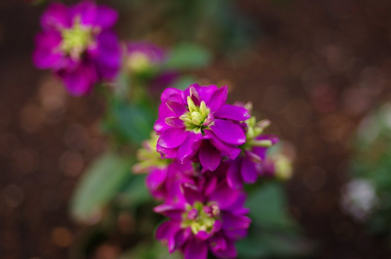 PENTAX K-5IIs + Carl Zeiss Distagon T*35mm F2 ZK