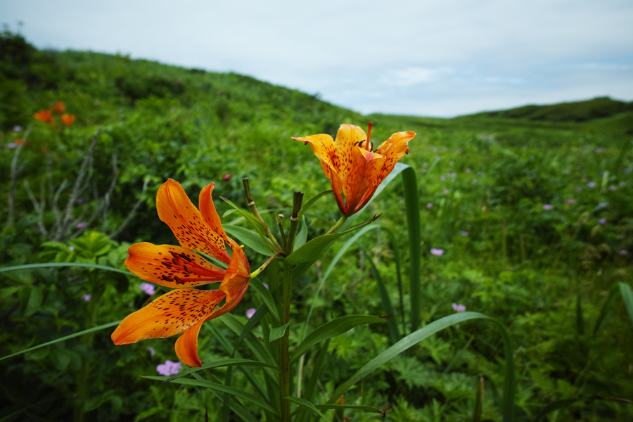 SIGMA dp0 Quattro