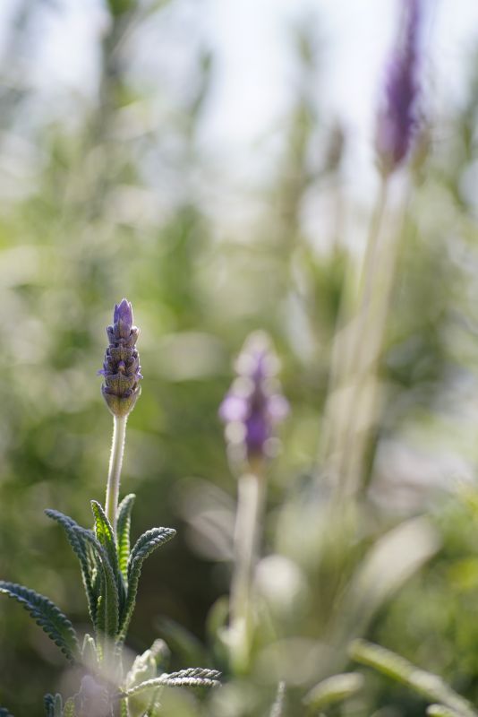 レッド系 CONTAX コンタックス Carl Zeiss Makro-Planar 100mm f/2.8 T