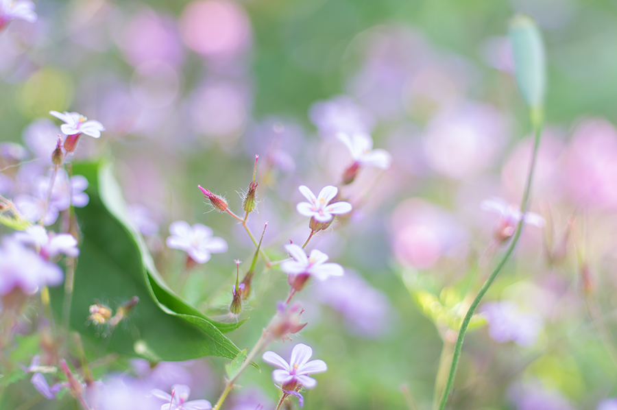 PENTAX (ペンタックス) DA★55mm F1.4SDM