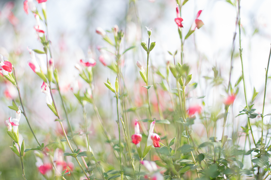 PENTAX (ペンタックス) DA★55mm F1.4SDM